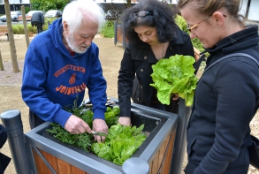 Plantations et entretien des carrés botaniques, place d'Iroise