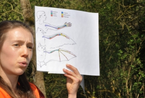 ... pour découvrir la vie de ces chiroptères