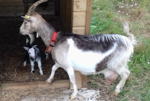 Actualité Naissance d'un chevreau dans le cheptel municipal juillet 2017