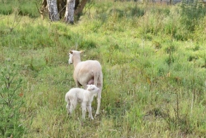 Actualité naissance agneau 3 juin 2021