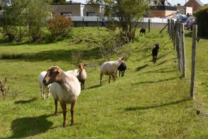 Actualité tonte des moutons 14 mai 2021
