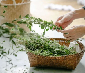 Agenda cueillette de plantes 24 juillet 25