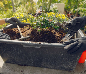 Annonce Rempotage de plantes (image de prostooleh sur freepik) 2 avril 2025