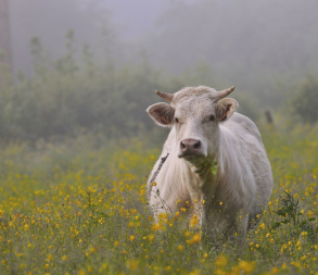 Exposition à l'EHPAD concours photo les vaches