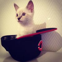 Petit chat dans la casquette
