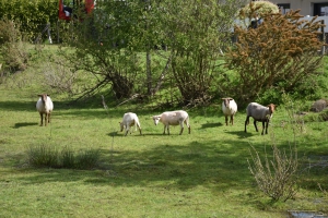 Ecopaturage