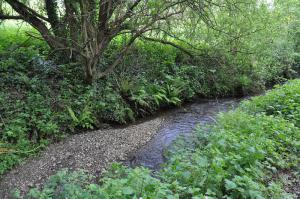 Végétation naturelle dans la vallée du Goëlo