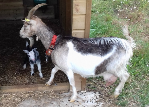 Actualité Naissance d'un chevreau dans le cheptel municipal juillet 2017