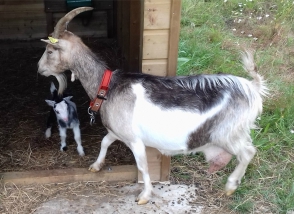 Actualité Naissance d'un chevreau dans le cheptel municipal juillet 2017