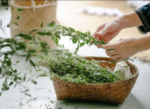 Agenda cueillette de plantes 24 juillet 25