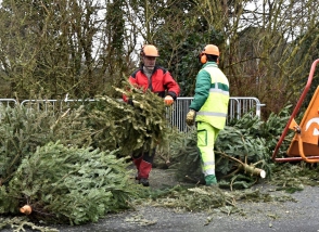Annonce dépôt sapin