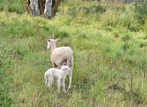 Actualité naissance agneau 3 juin 2021