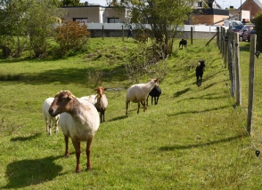 Actualité tonte des moutons 14 mai 2021