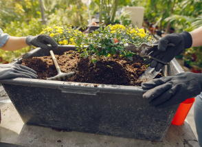 Annonce Rempotage de plantes (image de prostooleh sur freepik) 2 avril 2025