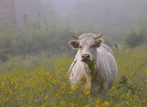 Exposition à l'EHPAD concours photo les vaches